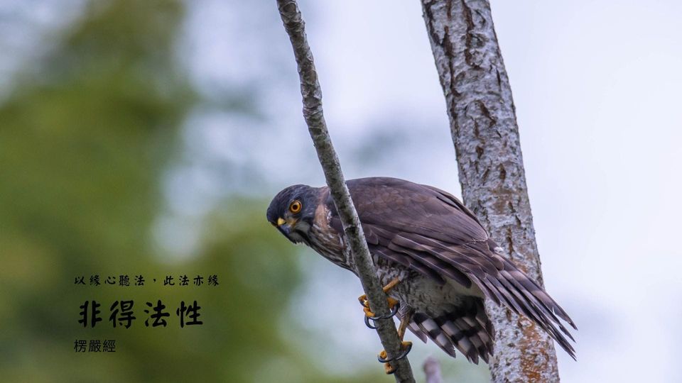 文青品楞嚴經0081